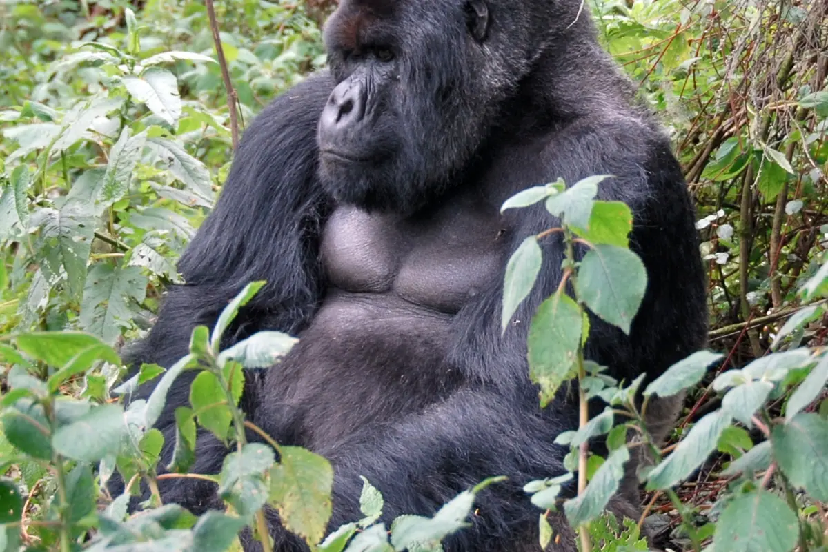 Congo