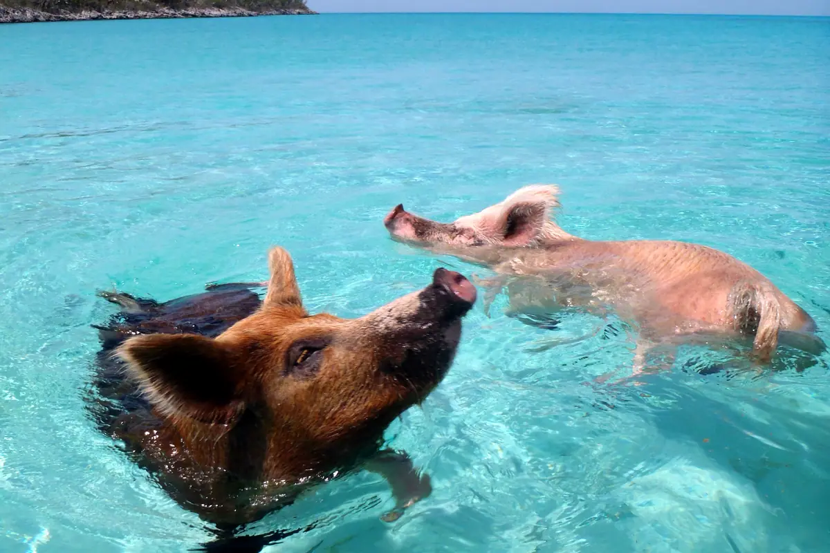 Bahamas