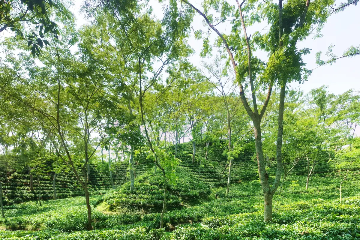 Bangladesh