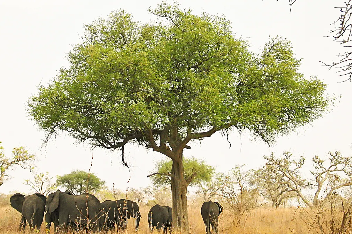 Cameroon