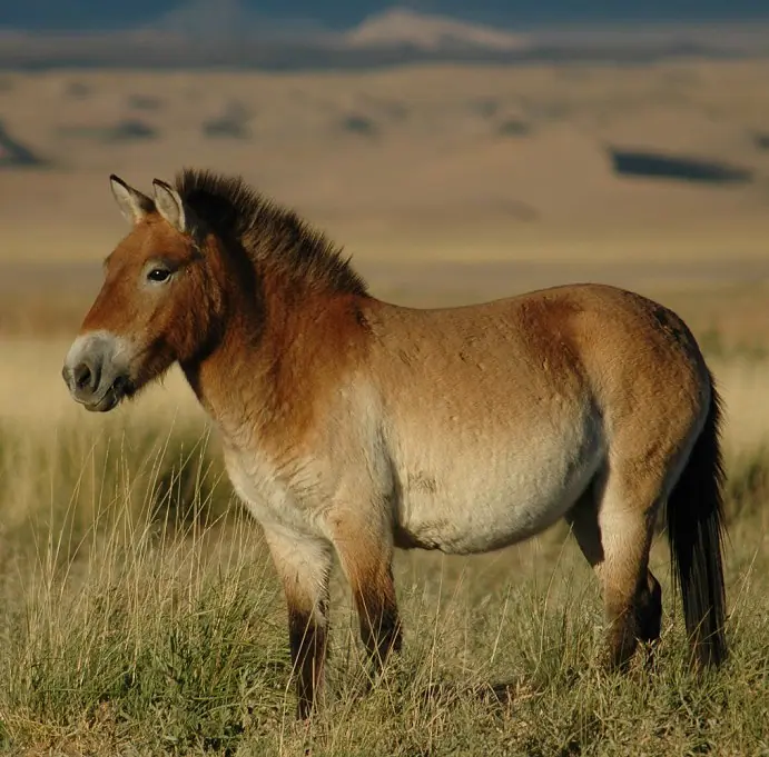 Mongolia