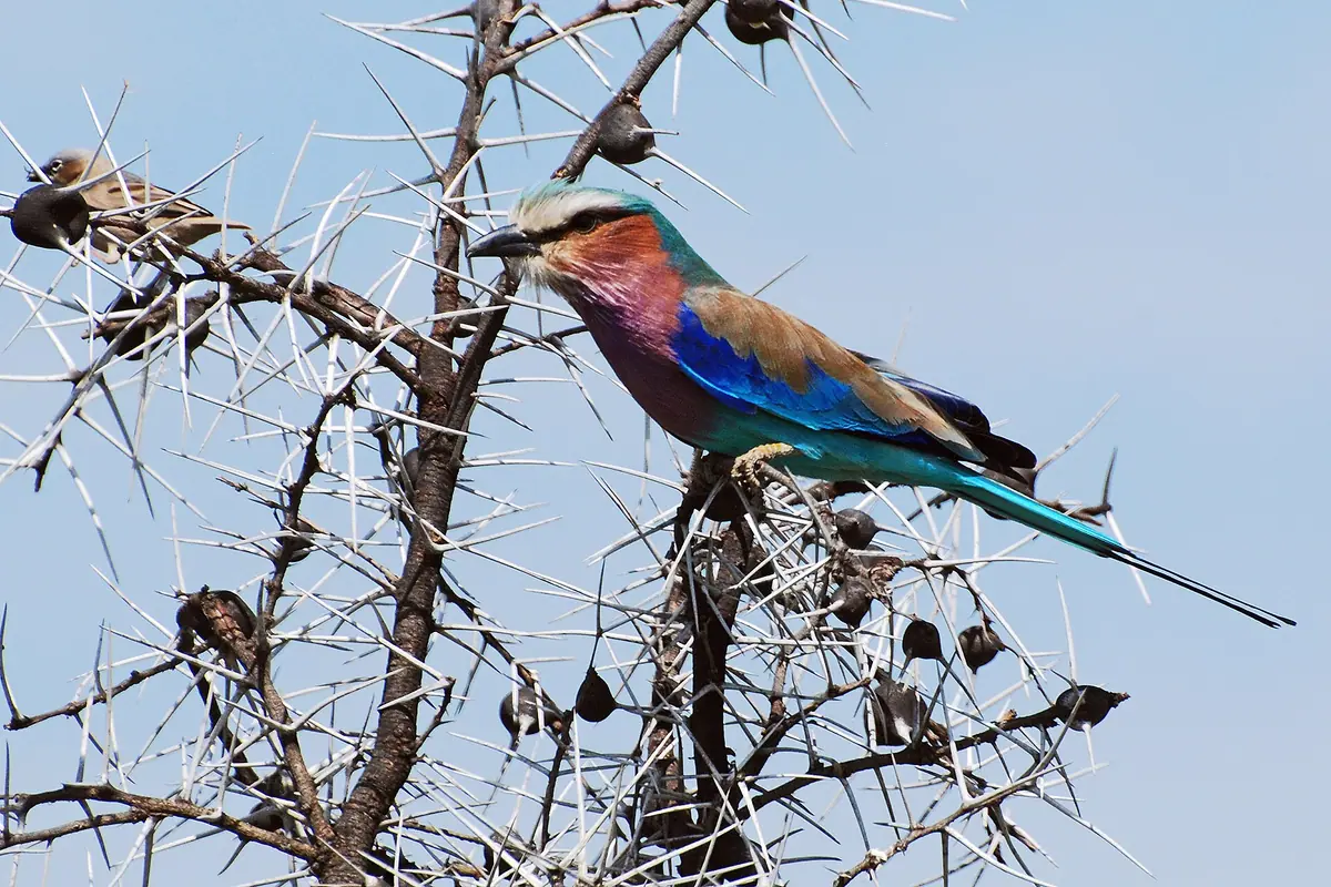 Tanzania