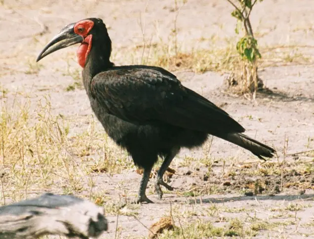 Botswana
