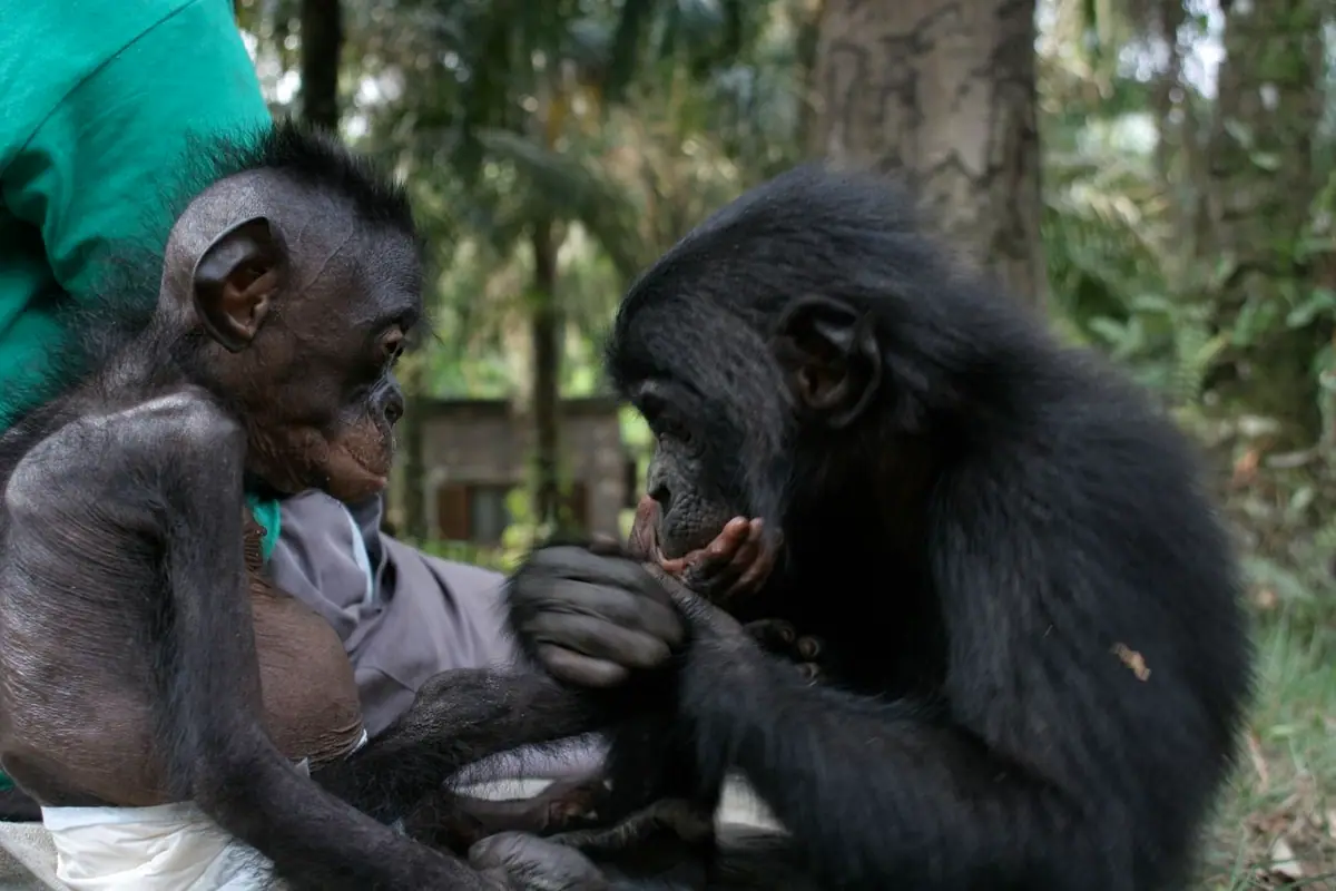 Democratic Republic of the Congo