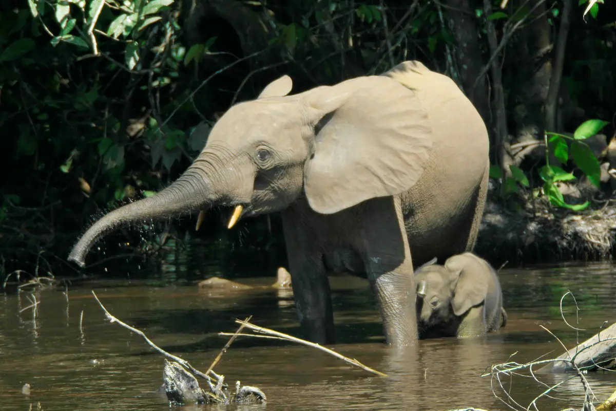 Congo