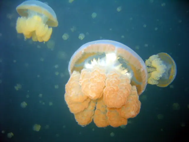 Palau