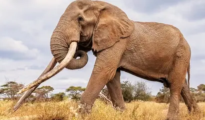 Kenya