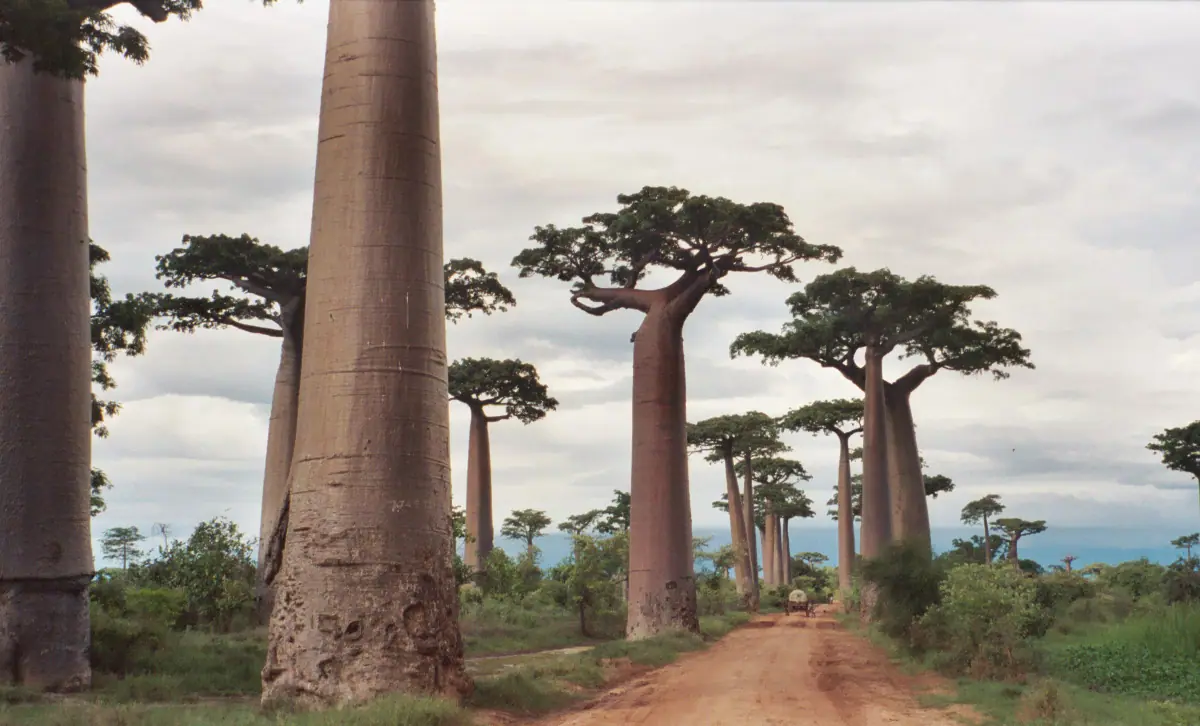 Madagascar