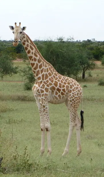 Niger