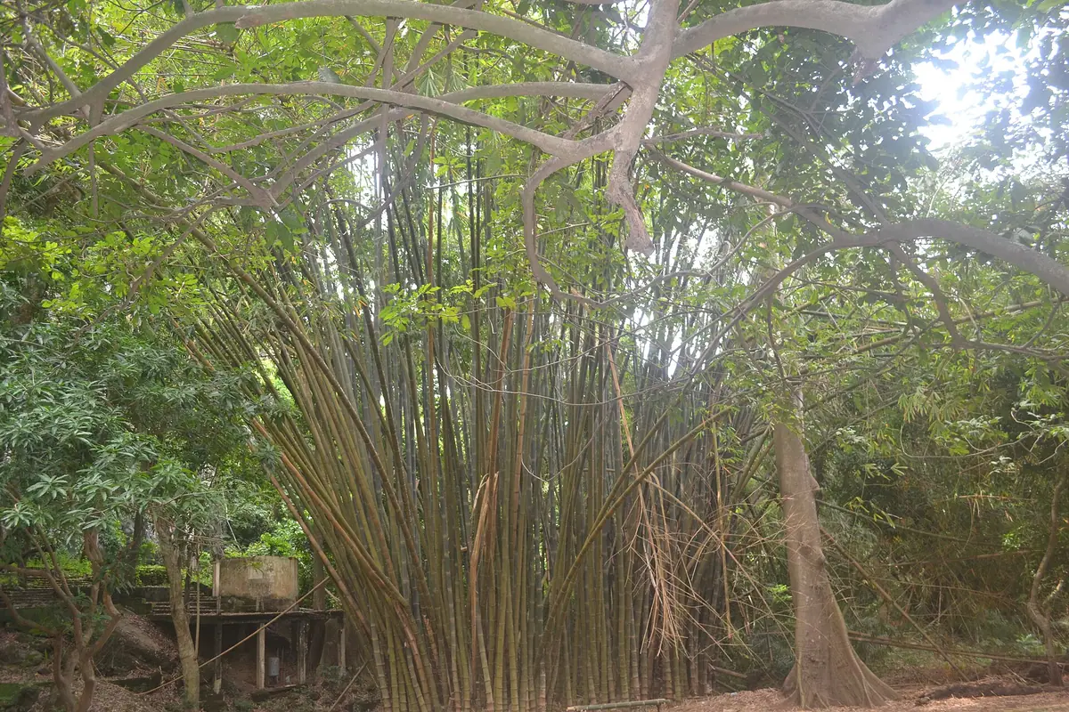 Guinea