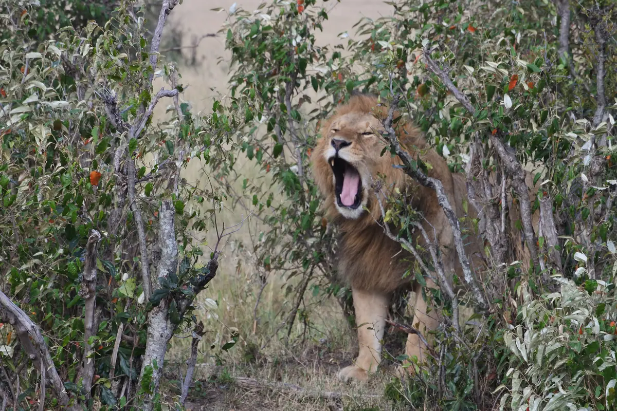 Kenya