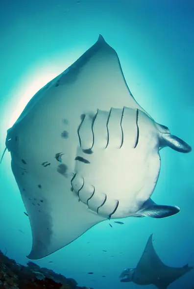 Maldives