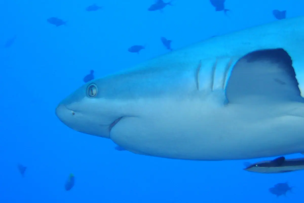 Palau