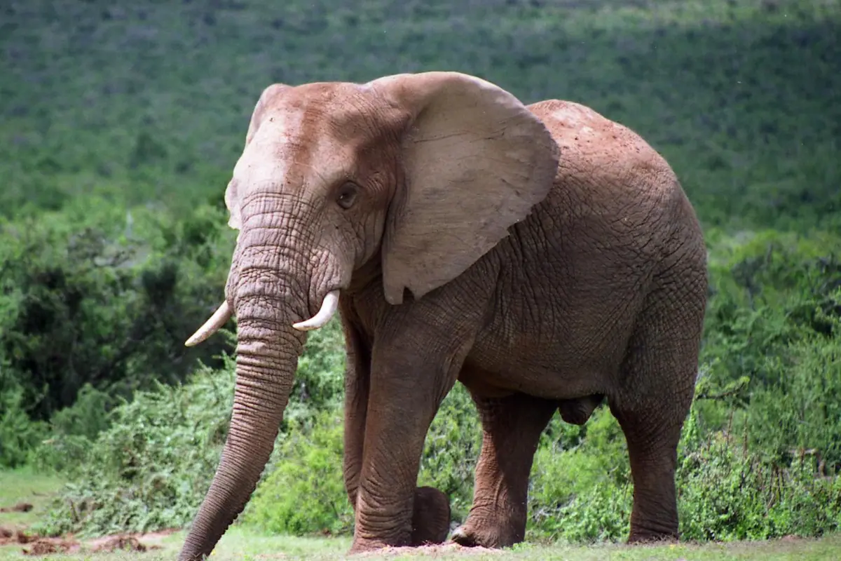 South Africa
