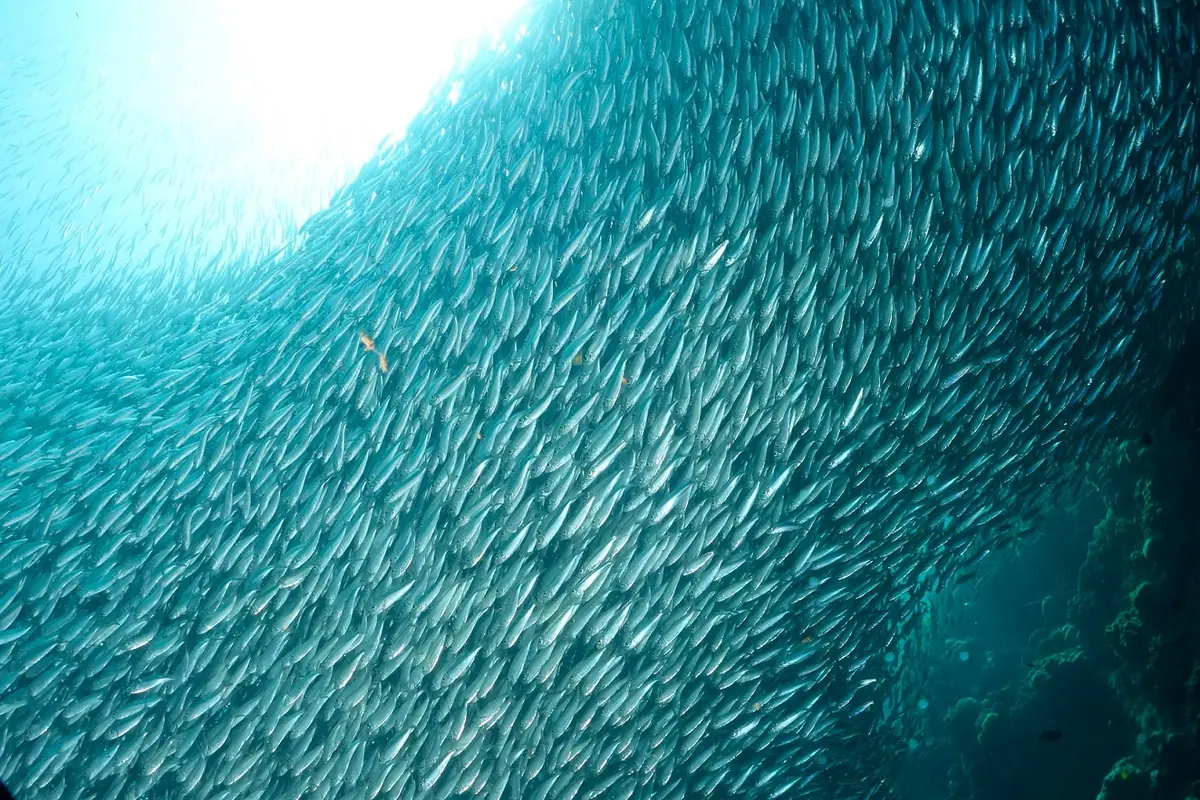 Cebu
